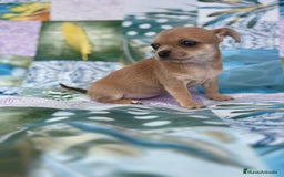 Chihuahua perros en venta: Chihuahua toy - Imagen 9