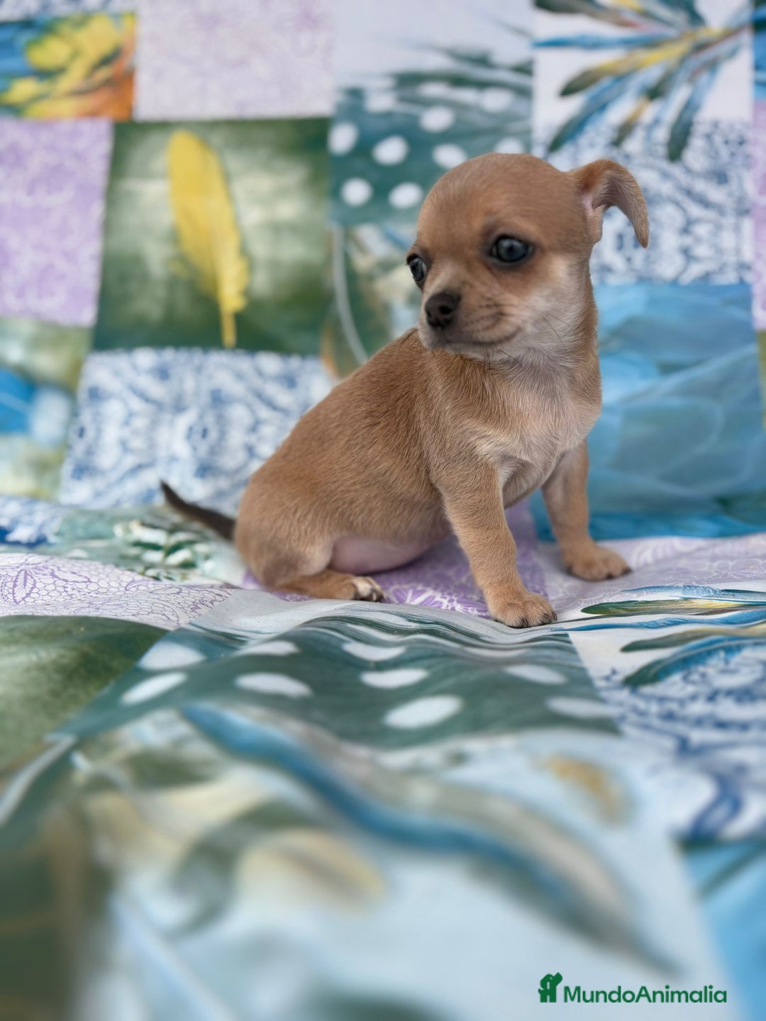 Chihuahua perros en venta: Chihuahua toy - Imagen 9