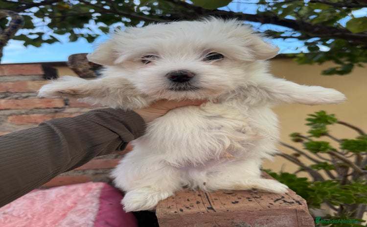 Bichón Maltés perros - Anuncio 13