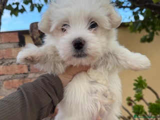 Bichón Maltés perros - Anuncio 1