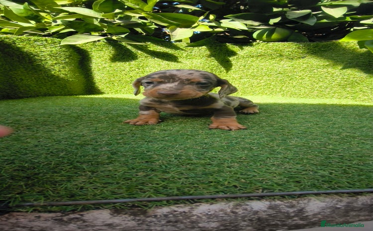 Teckel Miniatura perros - Anuncio 7