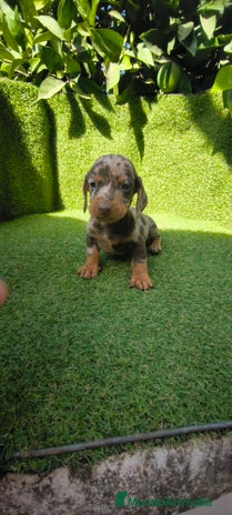 Teckel Miniatura perros camada teckel canichen muy pequeños - Anuncio 11