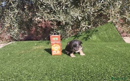 Chihuahua perros en venta: CHIHUAHUAS toy toy cabeza de manzana - Imagen 2