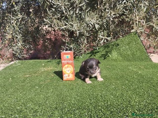 Chihuahua perros - Anuncio 2