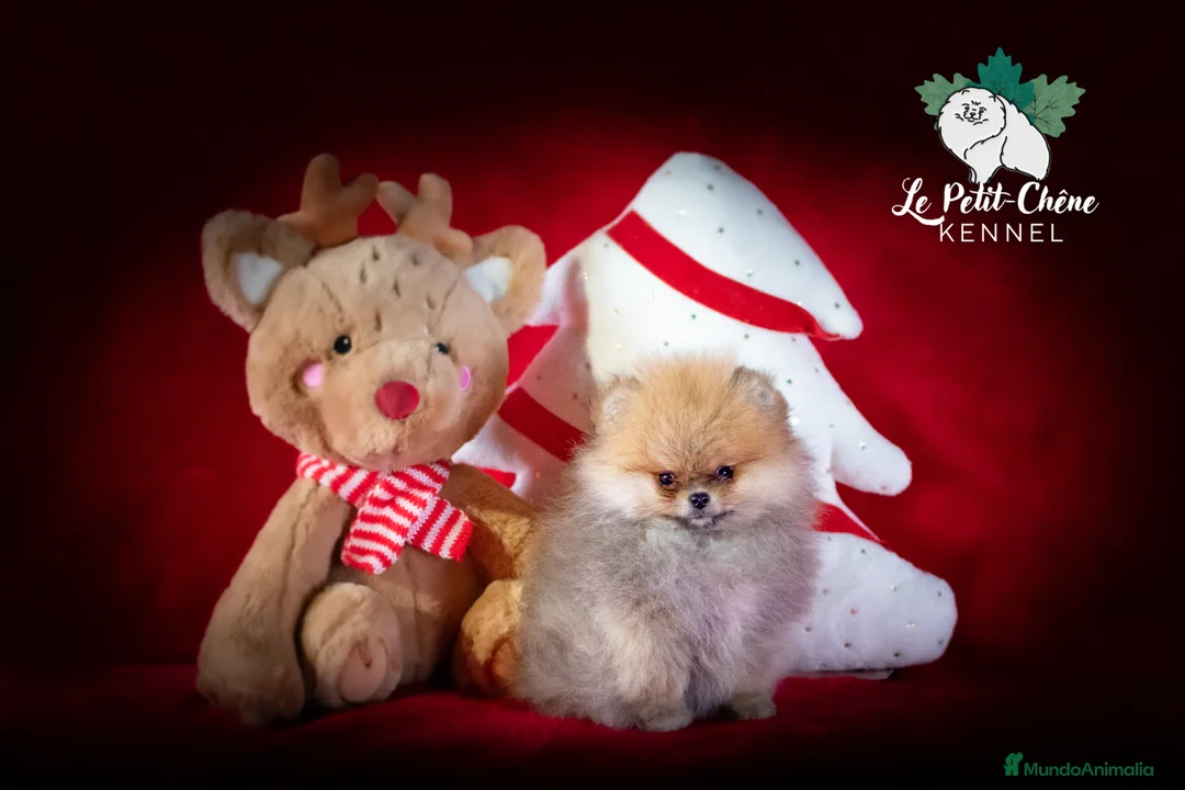 Pomerania perros en venta: Pomerania hembra diminuta - Anuncio 2