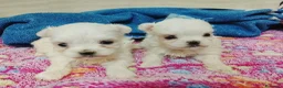 Bichón Maltés perros en venta: Bichon Maltes - Anuncio 2