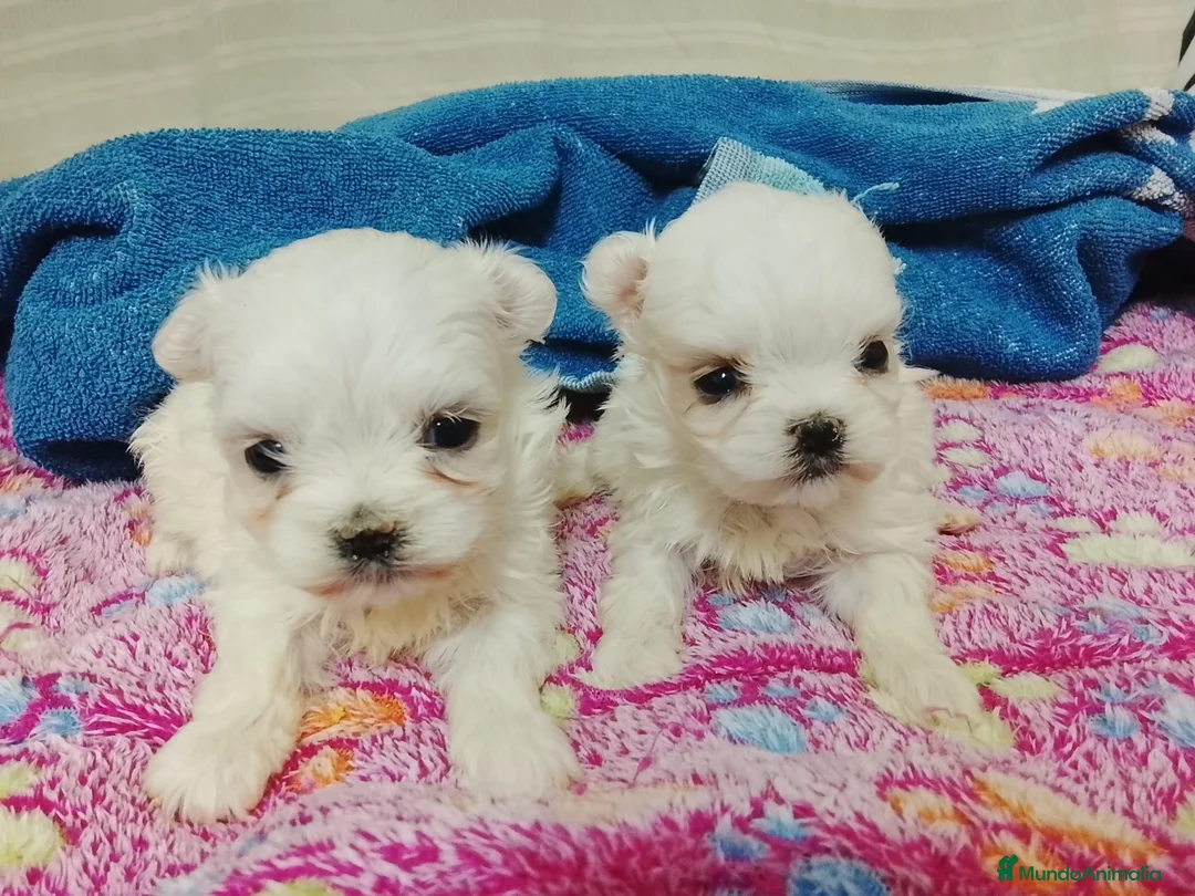 Bichón Maltés perros en venta: Bichon Maltes - Anuncio 2
