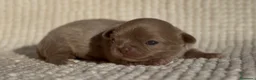 Chihuahua perros en venta: CHIHUAHUA HEMBRA LILAC PELO LARGO LÍNEA RUSA - Anuncio 2