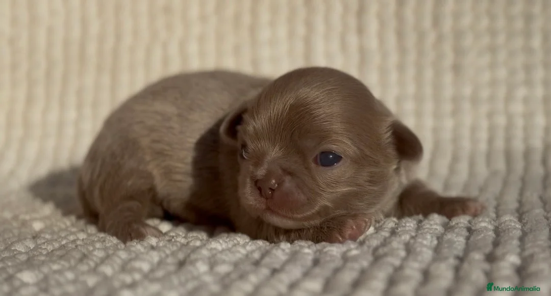 Chihuahua perros en venta: CHIHUAHUA HEMBRA LILAC PELO LARGO LÍNEA RUSA - Anuncio 2