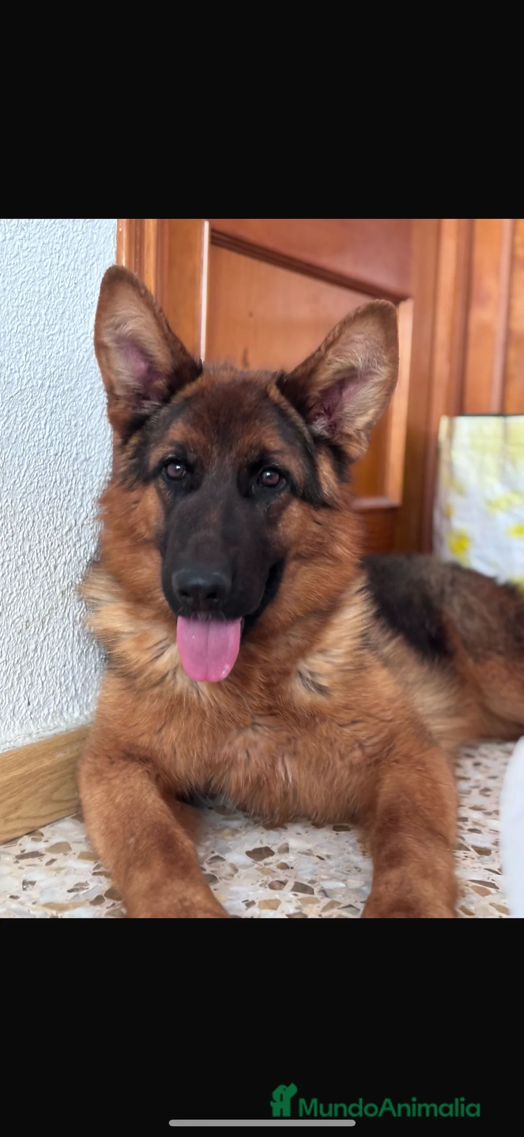 Pastor Alemán perros en venta: Pastor alemán  - Anuncio 1