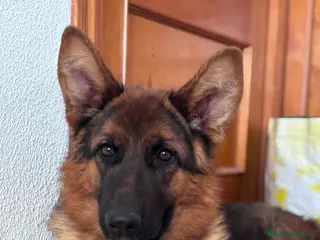 Pastor Alemán perros Pastor alemán - Anuncio 2