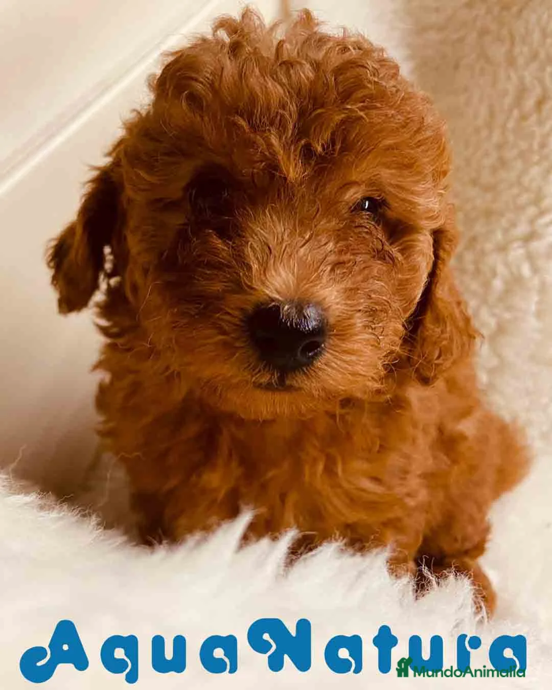 Caniche Toy perros en venta: Caniche Hembra 2 de Pastanaga AQUANATURA - Anuncio 2