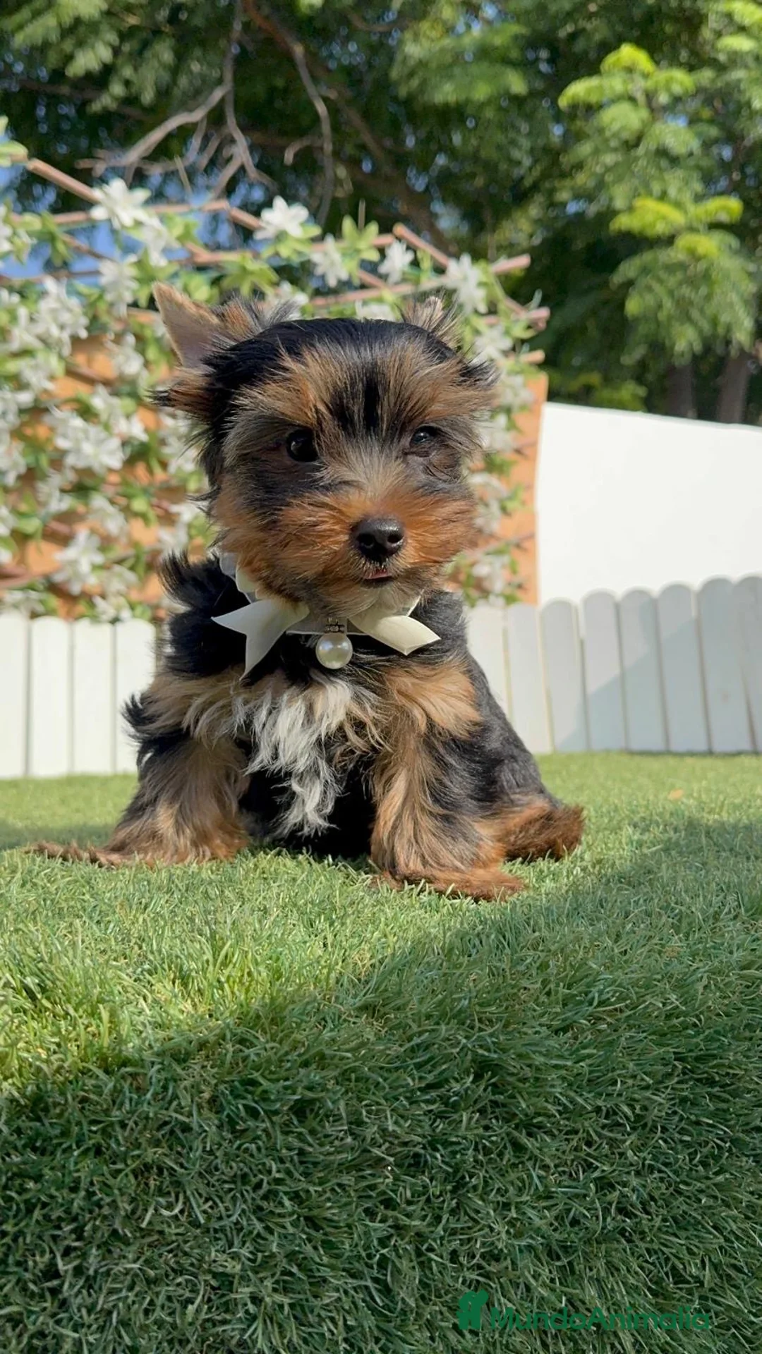 Yorkshire Terrier perros en venta: YORKSHIRE TERRIER - Anuncio 2