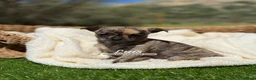 Chihuahua perros en venta: CHIHUAHUA - Anuncio 5