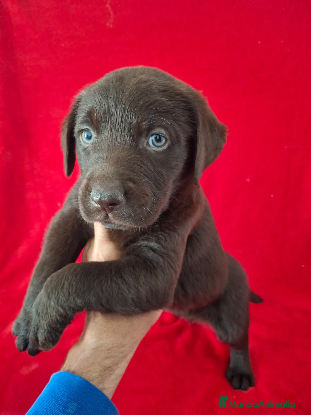 Labrador Retriever perros en venta: Labrador Retriever Chocolate  - Anuncio 1