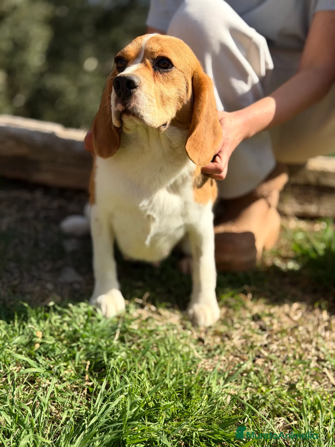 Beagle perros en venta: Beagle en adopción  - Anuncio 7