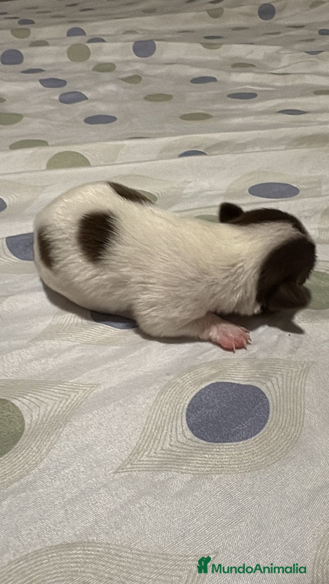 Chihuahua perros en venta: Chihuahua toy rusos - Imagen 7