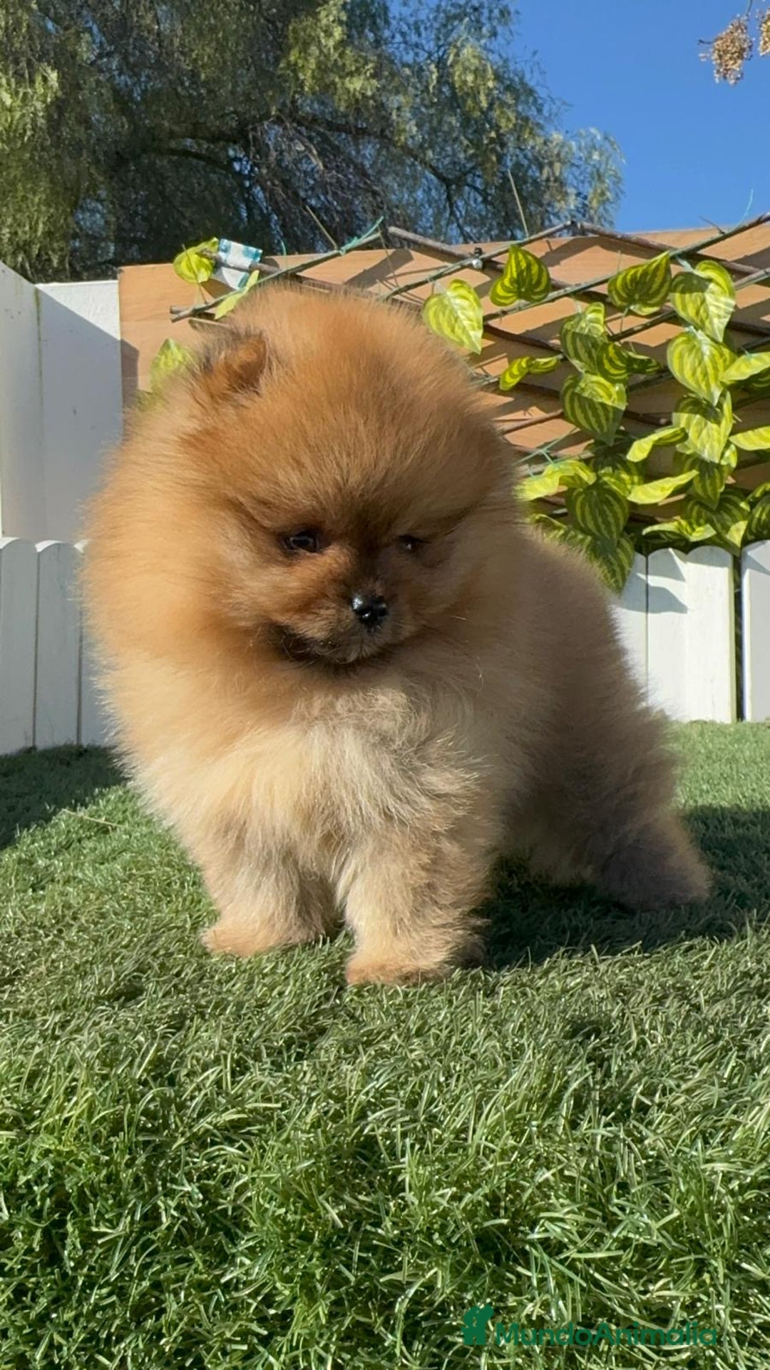Pomerania perros en venta: POMERANIA HEMBRA CARA DE OSO - Anuncio 1
