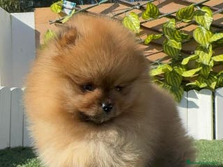 Pomerania perros POMERANIA HEMBRA CARA DE OSO - Anuncio 1