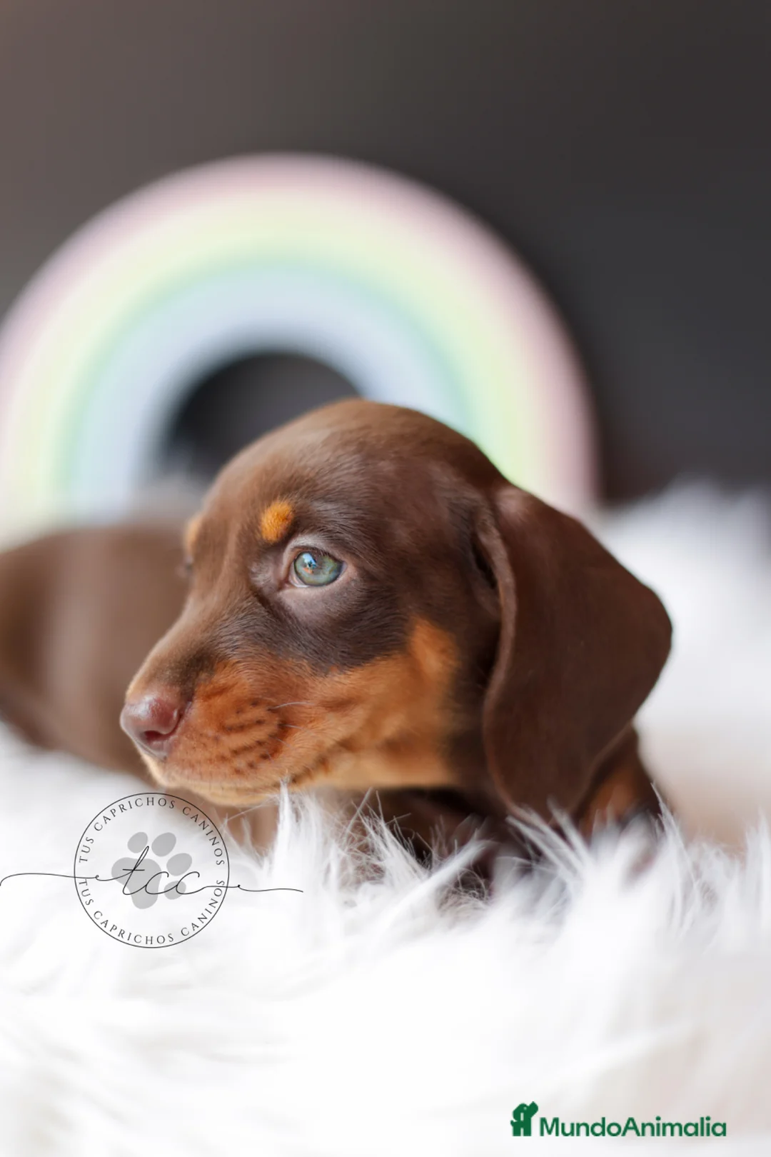 Teckel perros en venta: TECKEL CHOCOLATE  - Anuncio 2