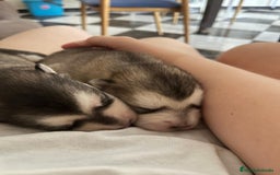 Alaskan Malamute perros en venta: CAMADA DE ALASKAN MALAMUTE - Imagen 2
