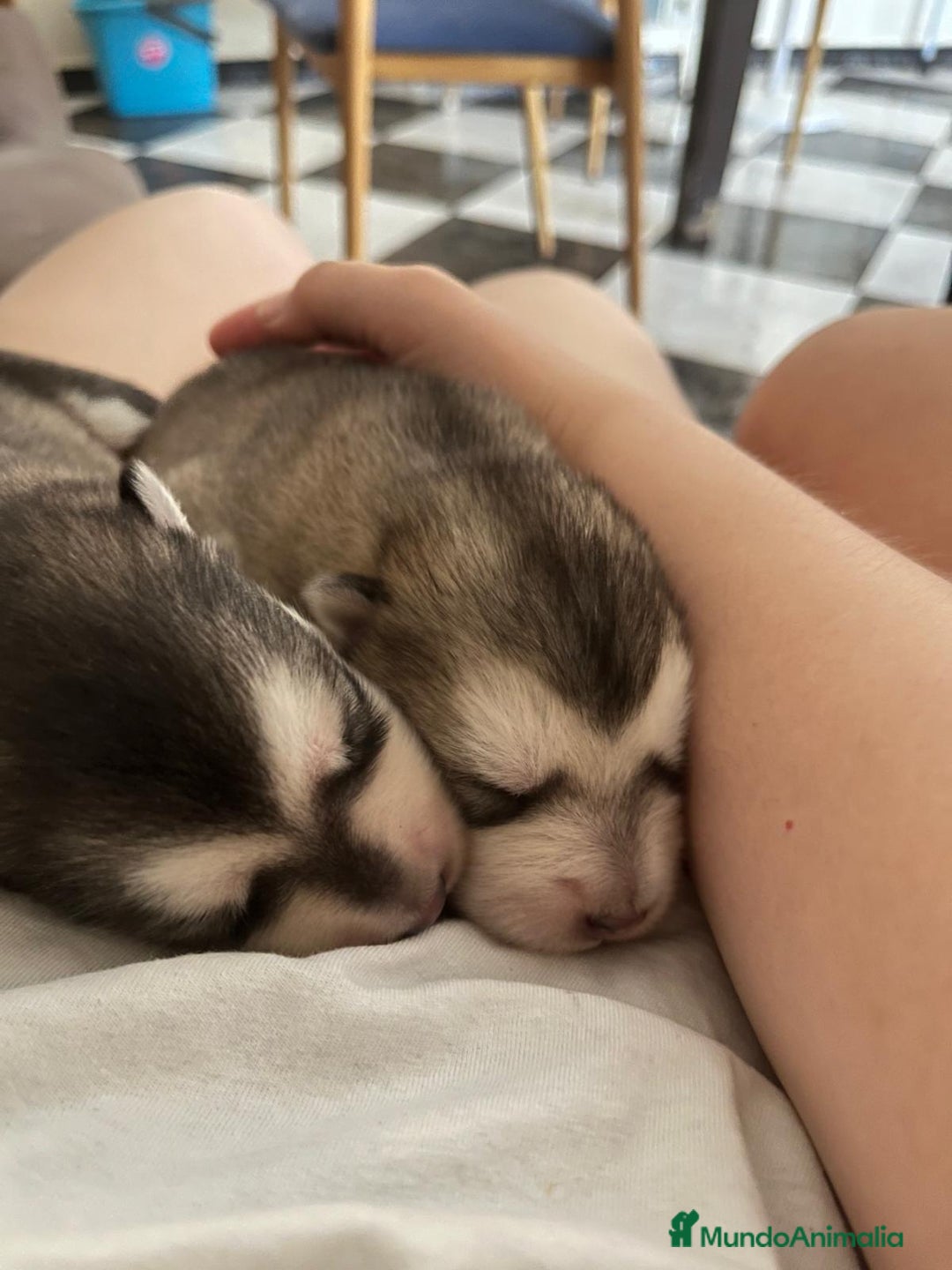 Alaskan Malamute perros en venta: CAMADA DE ALASKAN MALAMUTE - Imagen 2