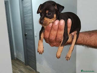 Pinscher Miniatura perros - Anuncio 7