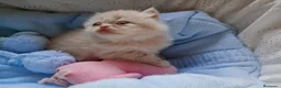 Persa gatos en venta: Gatitos persa himalayos  - Anuncio 20
