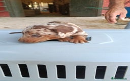 Teckel perros en venta: Teckel kaninchen macho  - Imagen 3