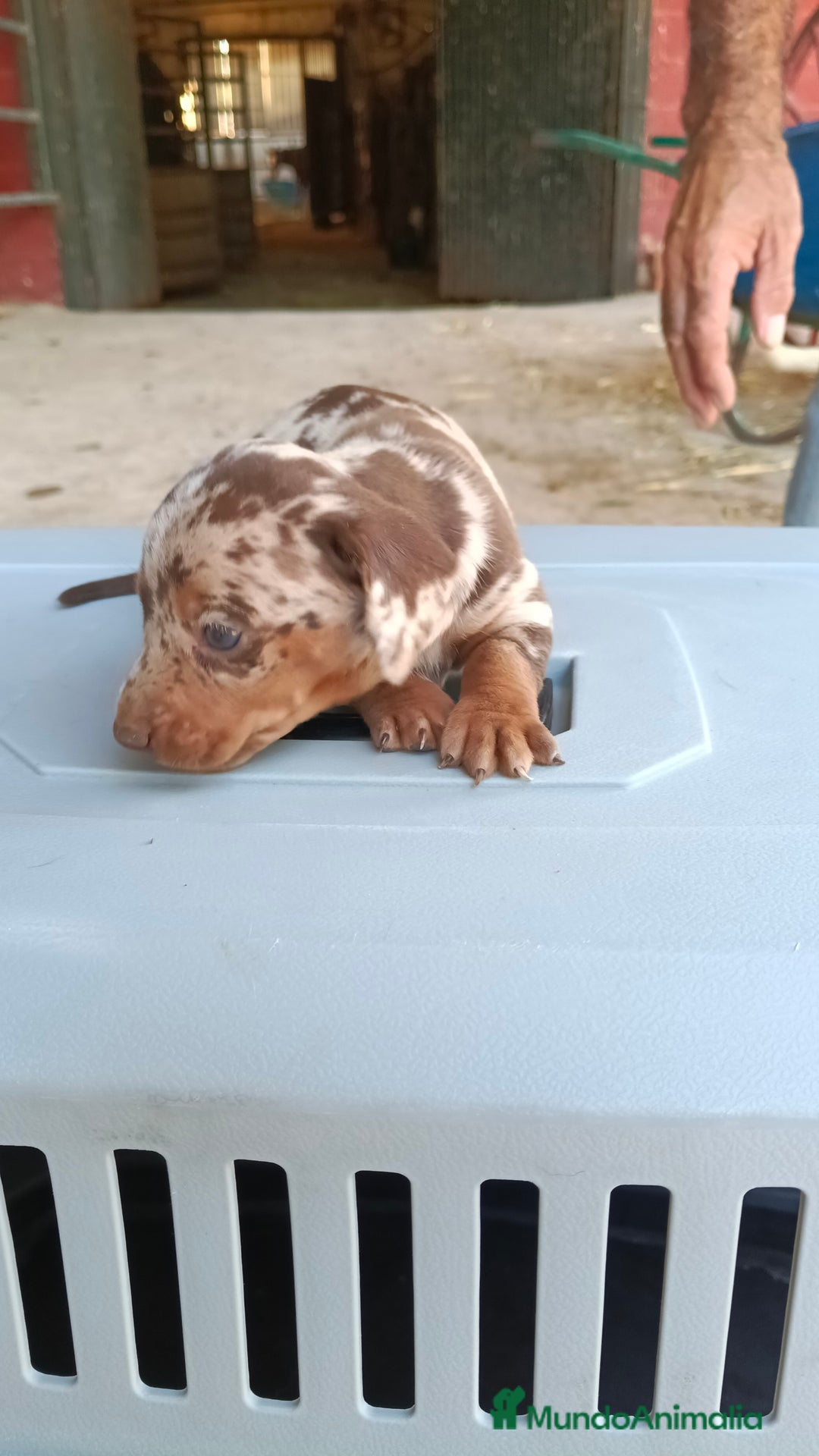 Teckel perros en venta: Teckel kaninchen macho  - Imagen 3