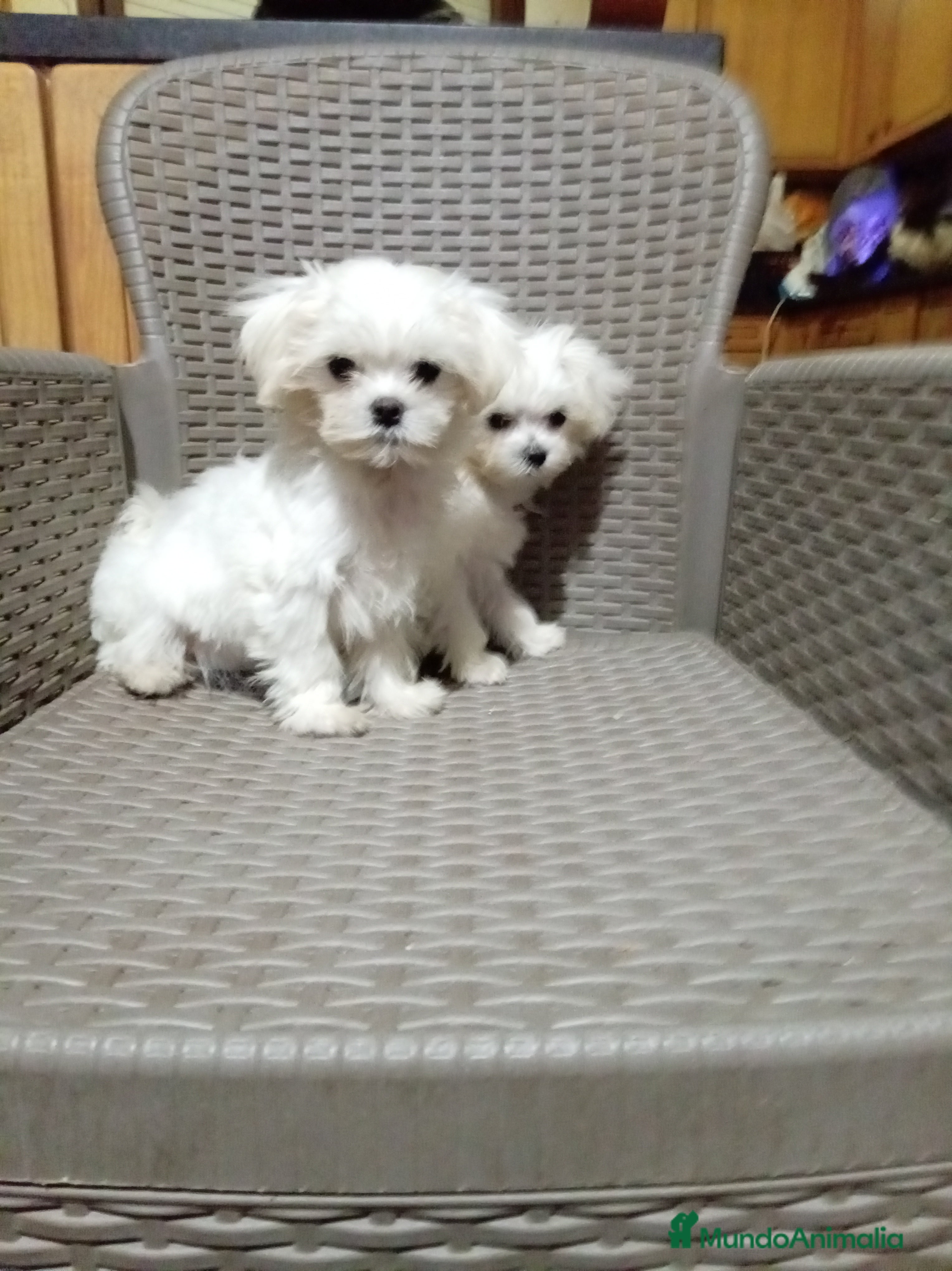 Bichón Maltés perros Bicho maltés toy - Anuncio 11