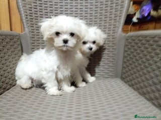 Bichón Maltés perros Bicho maltés toy - Anuncio 1