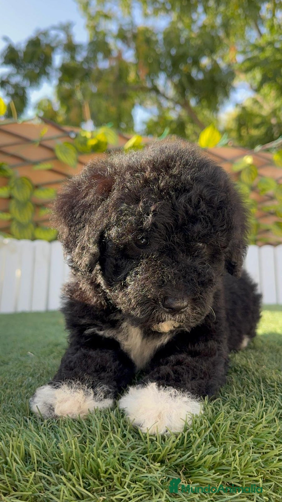 Perro de Agua Español perros en venta: PERRO DE AGUA HEMBRA - Imagen 13