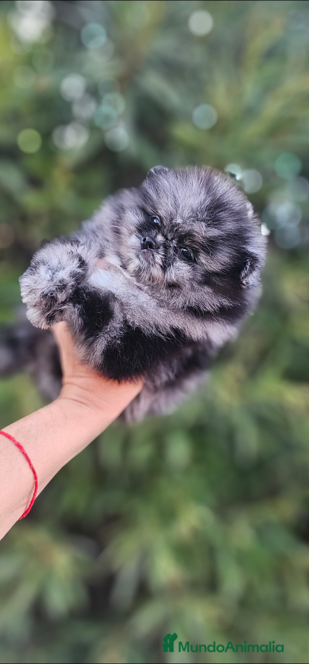 Pomerania perros en venta: ESPECTACULAR MACHITO POMERANIA MERLE  - Imagen 6