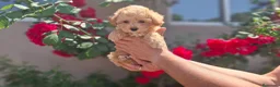 Maltipoo perros en venta: MALTIPOO MACHO - Anuncio 3