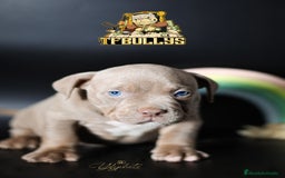 American Bully perros en venta: Cachorros American Bully tricolor lilac - Imagen 3