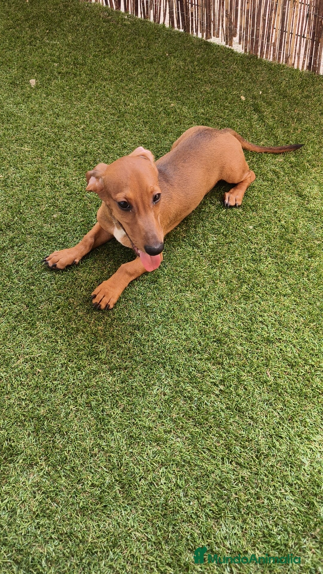Teckel perros en venta: Teckel ♂️  - Imagen 1