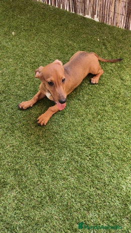 Teckel perros - Anuncio 7