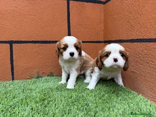 Cavalier King Charles Spaniel perros - Anuncio 24
