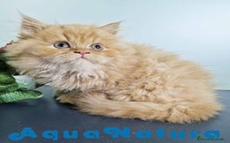 Persa gatos en venta: Persa Macho Virgi 7734 AQUANATURA - Imagen 4