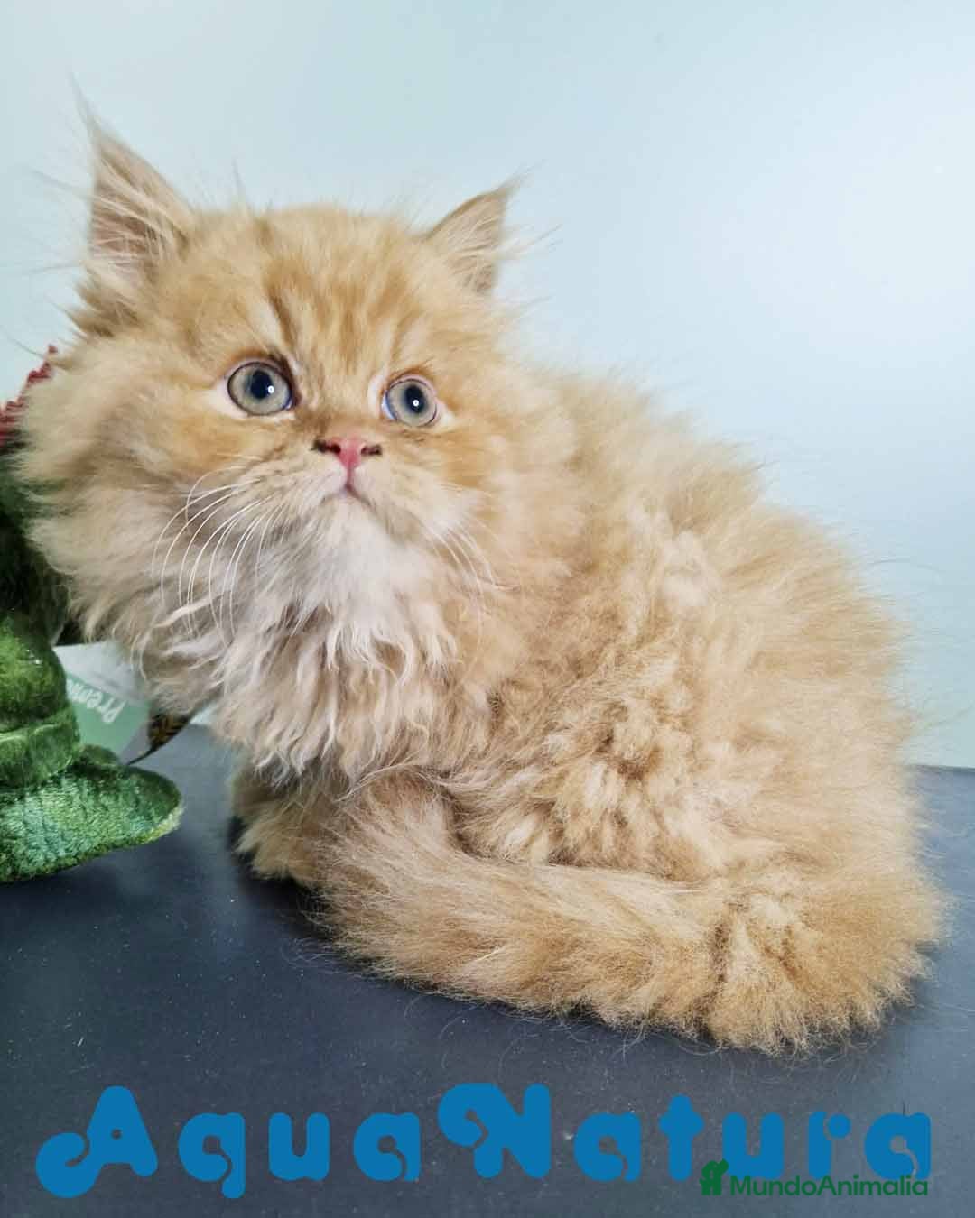 Persa gatos en venta: Persa Macho Virgi 7734 AQUANATURA - Imagen 4