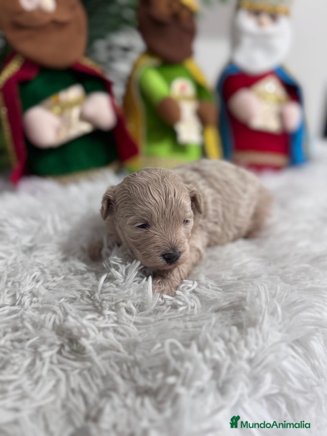 Maltipoo perros en venta: MALTIPOO MACHO - Anuncio 11