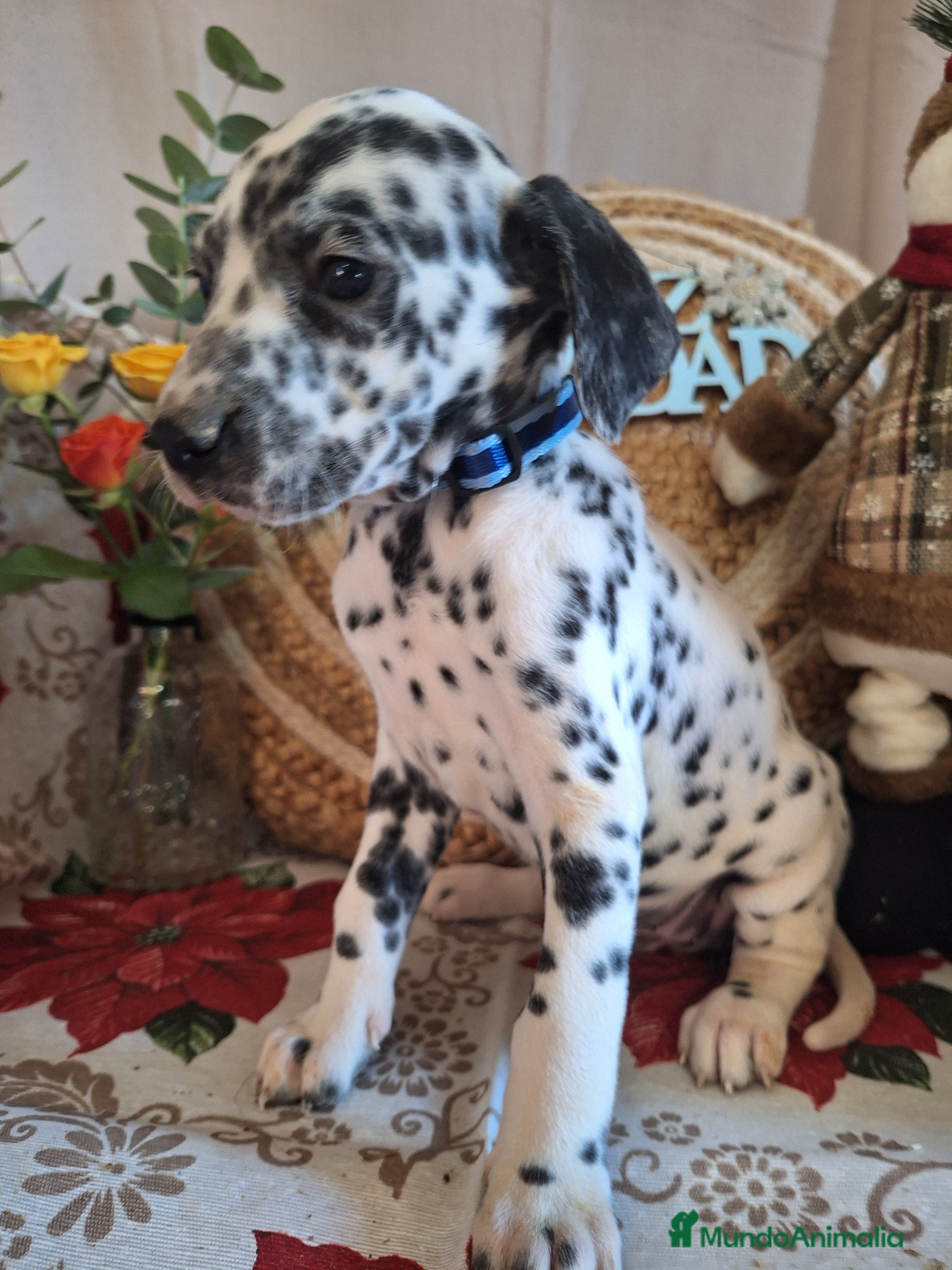 Dálmata perros DALMATA  - Anuncio 1