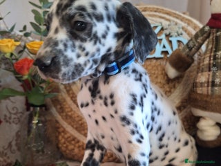 Dálmata perros DALMATA - Anuncio 1