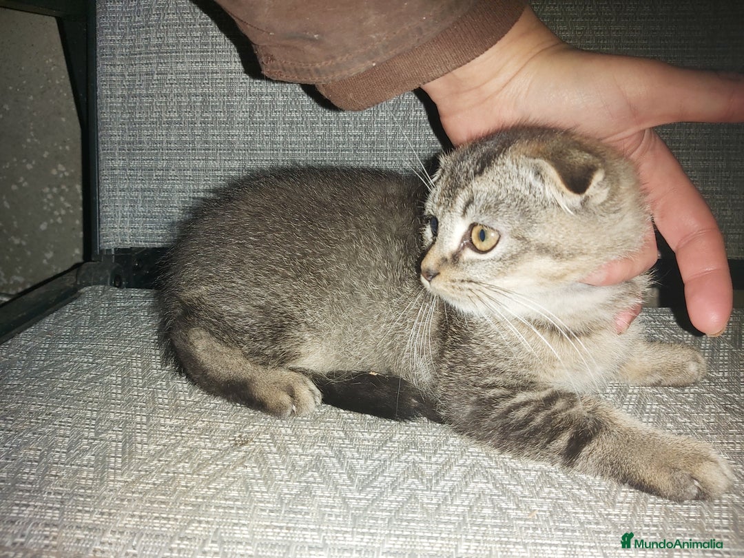 Scottish Fold gatos en venta: Gatito scottish fold 3 meses - Anuncio 3