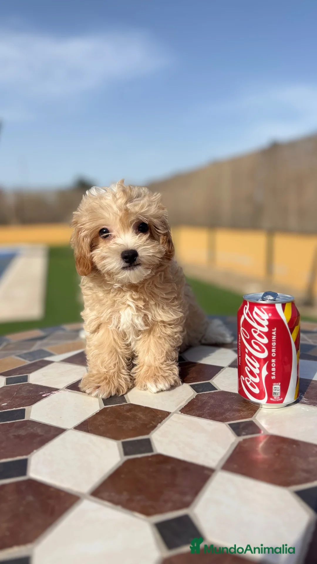 Maltipoo perros en venta: Maltipoo - Anuncio 2