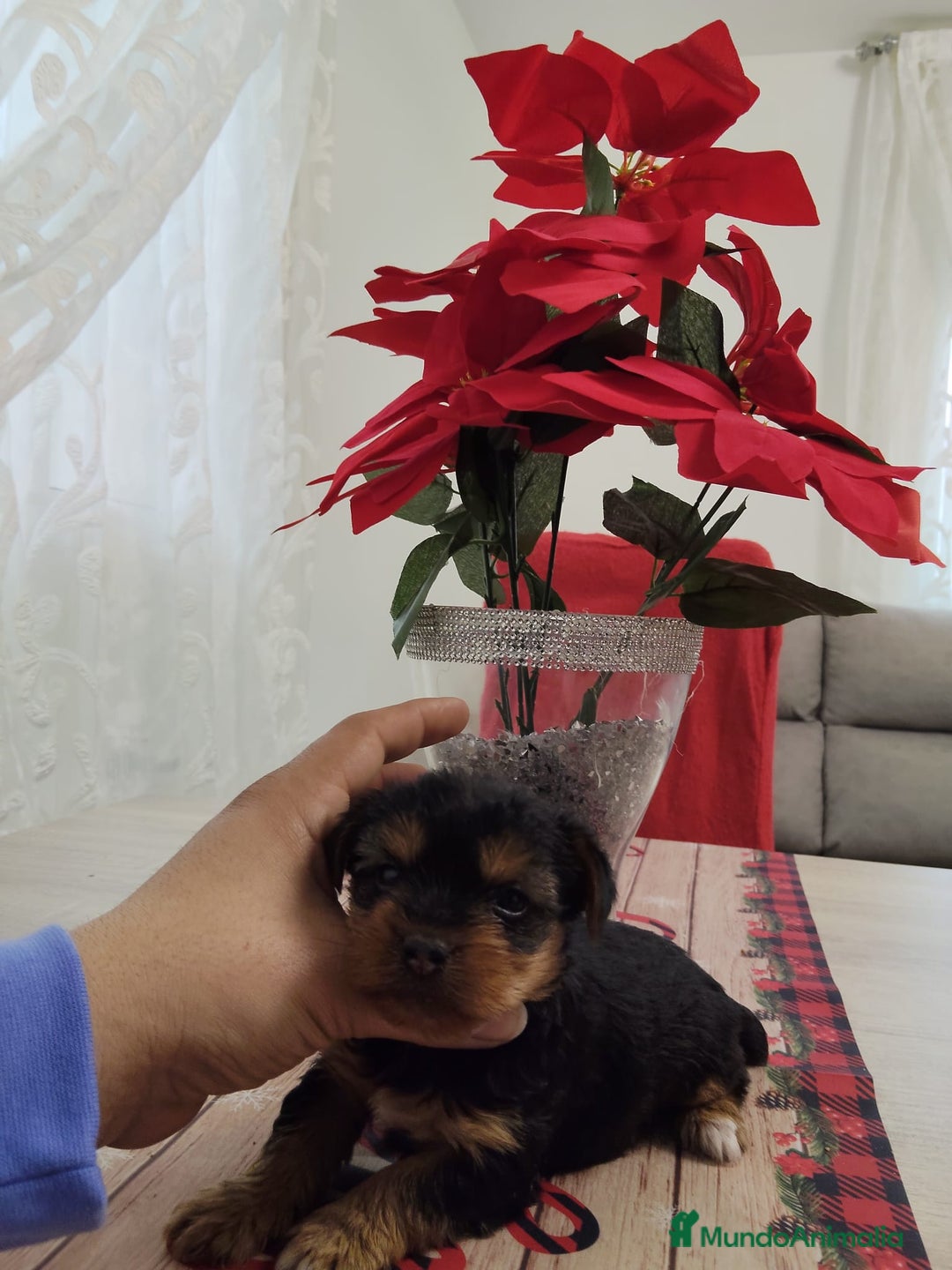 Yorkshire Terrier perros en venta: Ultimo yorkshire disponible  - Anuncio 5