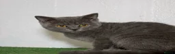 Británico de Pelo Corto gatos en venta: British Shorthair  - Anuncio 12