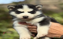 Husky Siberiano perros en venta: CAMADA HUSKY SIBERIANO - Anuncio 10