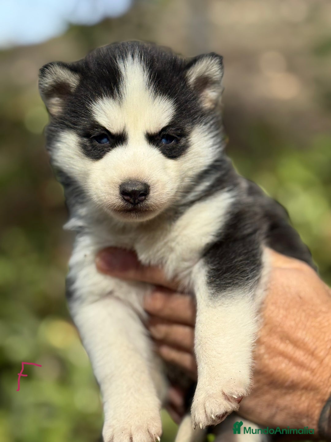 Husky Siberiano perros en venta: CAMADA HUSKY SIBERIANO - Anuncio 10